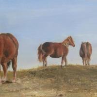 chevaux à Porspoder 1 - vendu