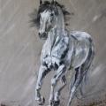 cheval gris