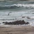 oiseaux de mer - vendu